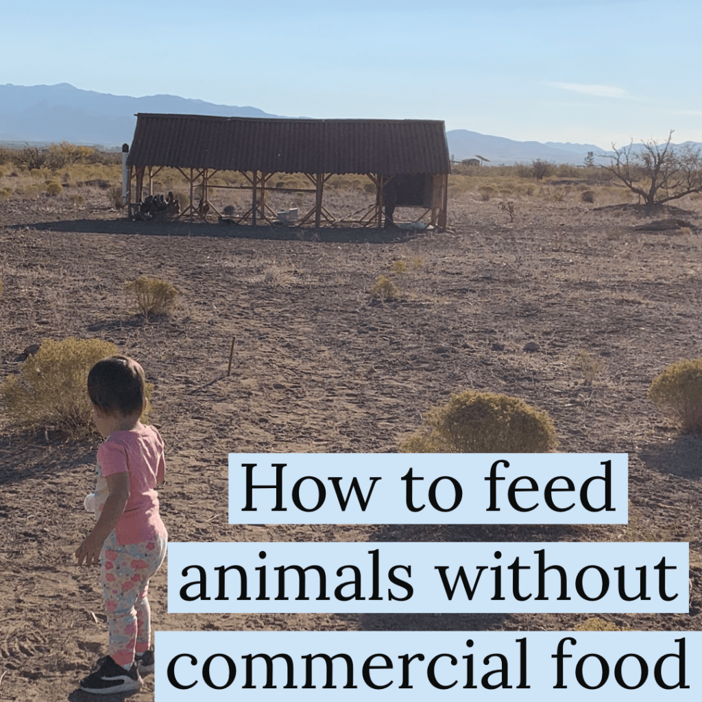 off grid emergency preparedness pet food