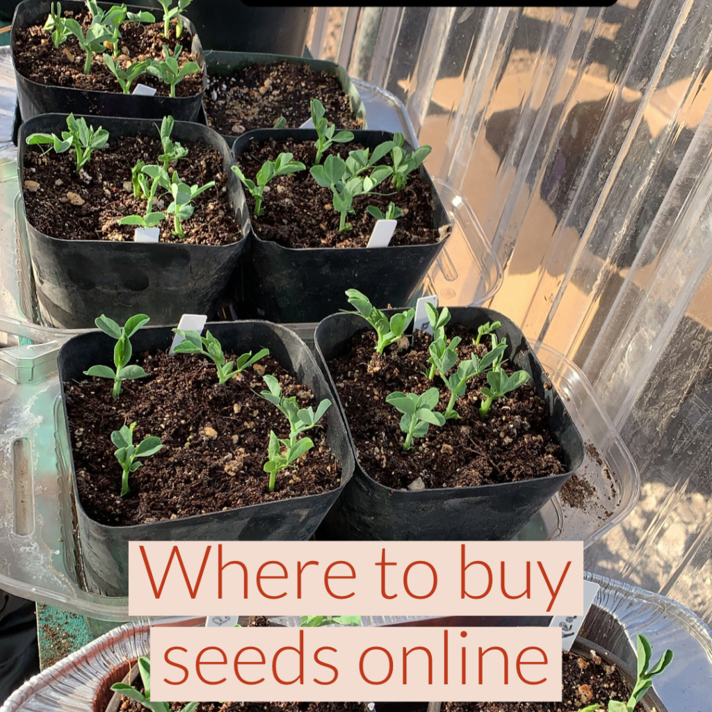 where to buy heirloom seeds