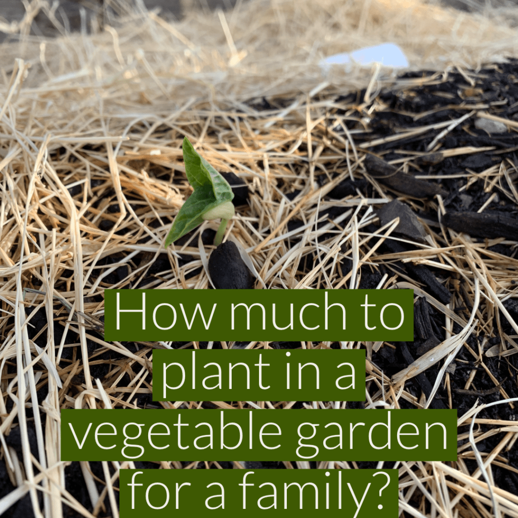 vegetable garden for family