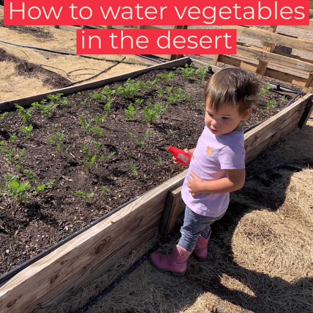 watering vegetable plants in the desert